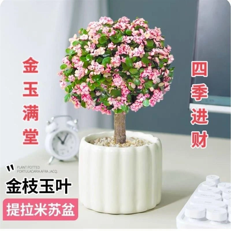 金枝玉叶多年老桩盆栽带盆带土室内阳台办公室桌面绿植花卉防辐射