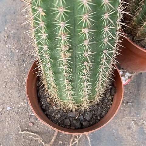 不知名毛花毛花357889
