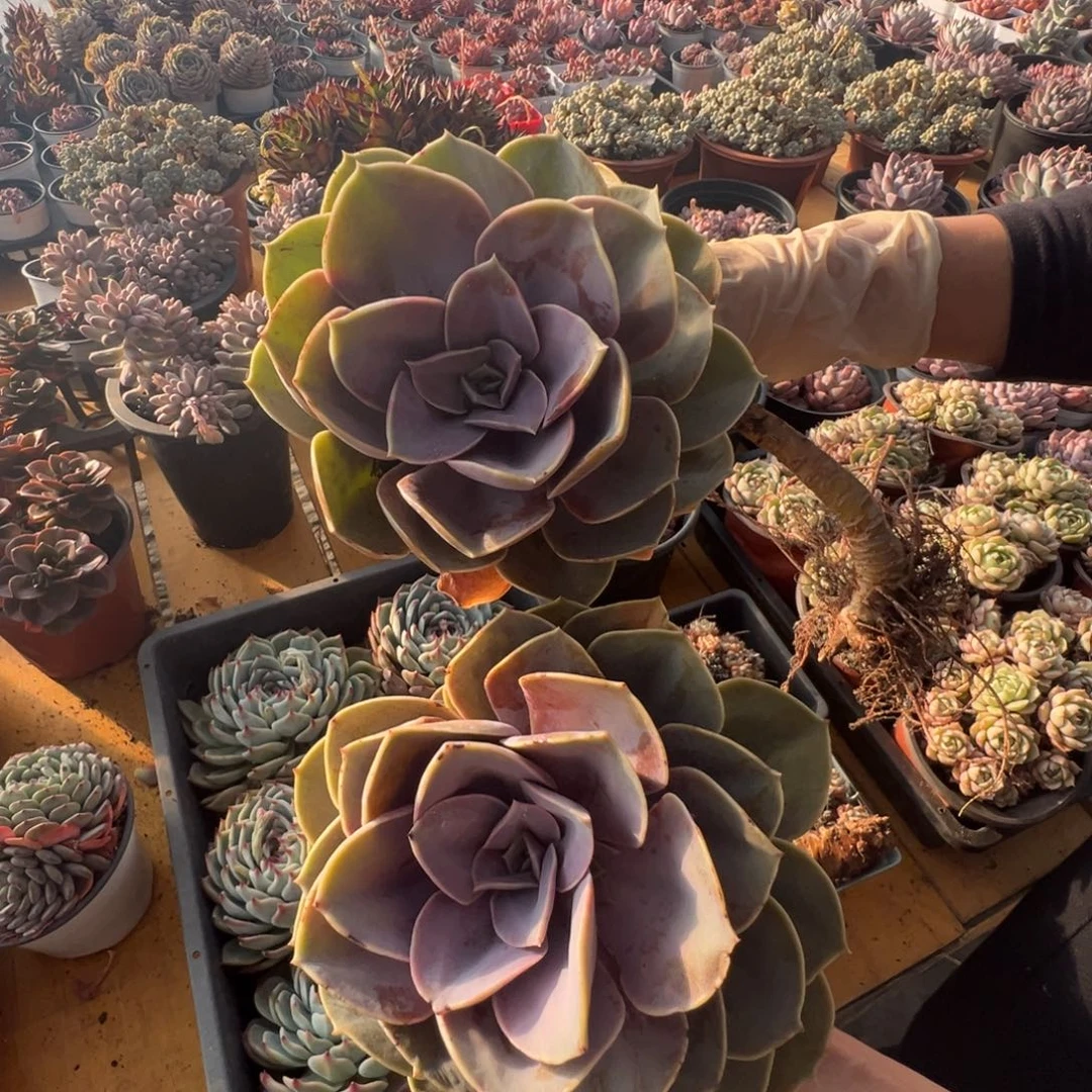 春节大福利，紫珍珠！