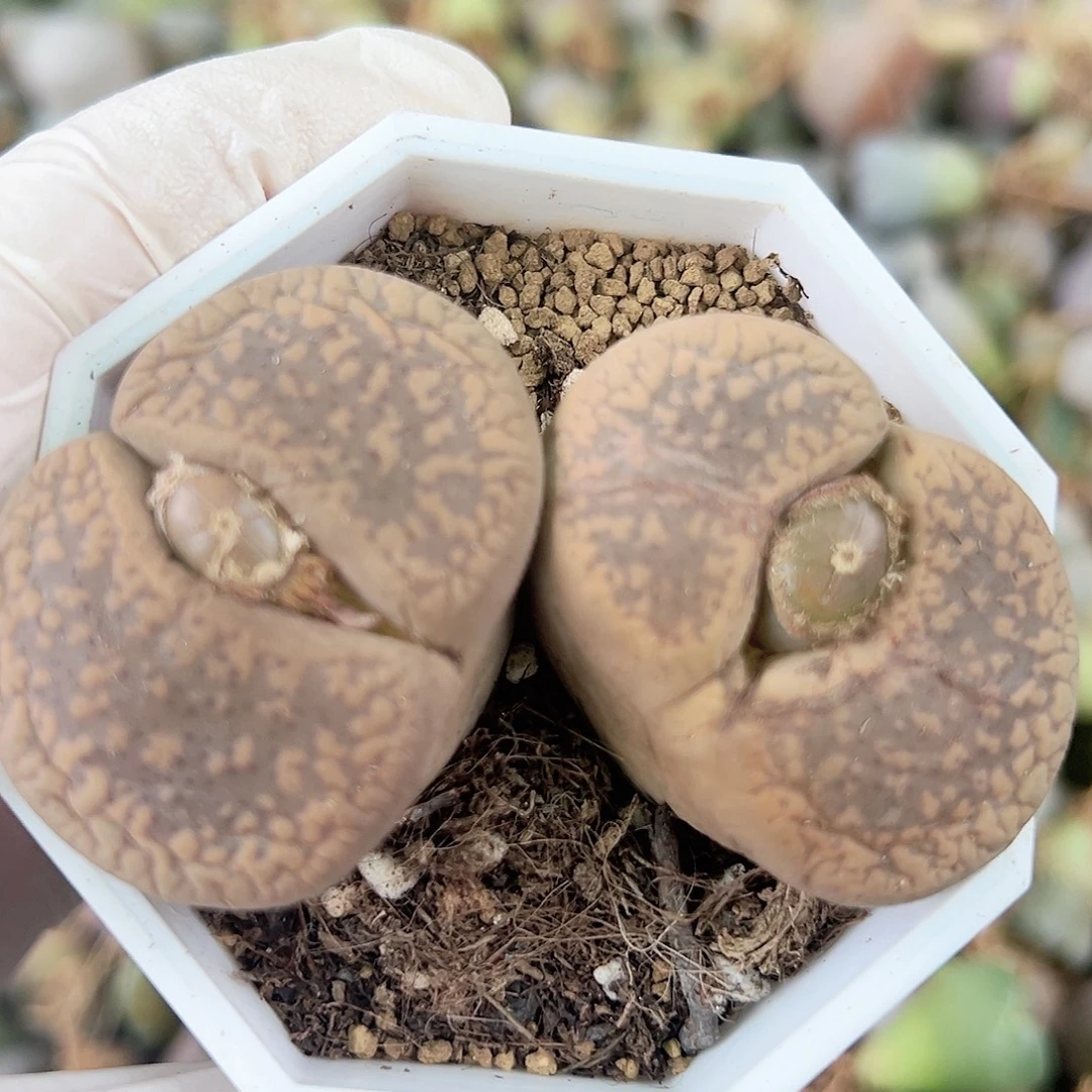 1000 好养易活生石花大母本超大双头