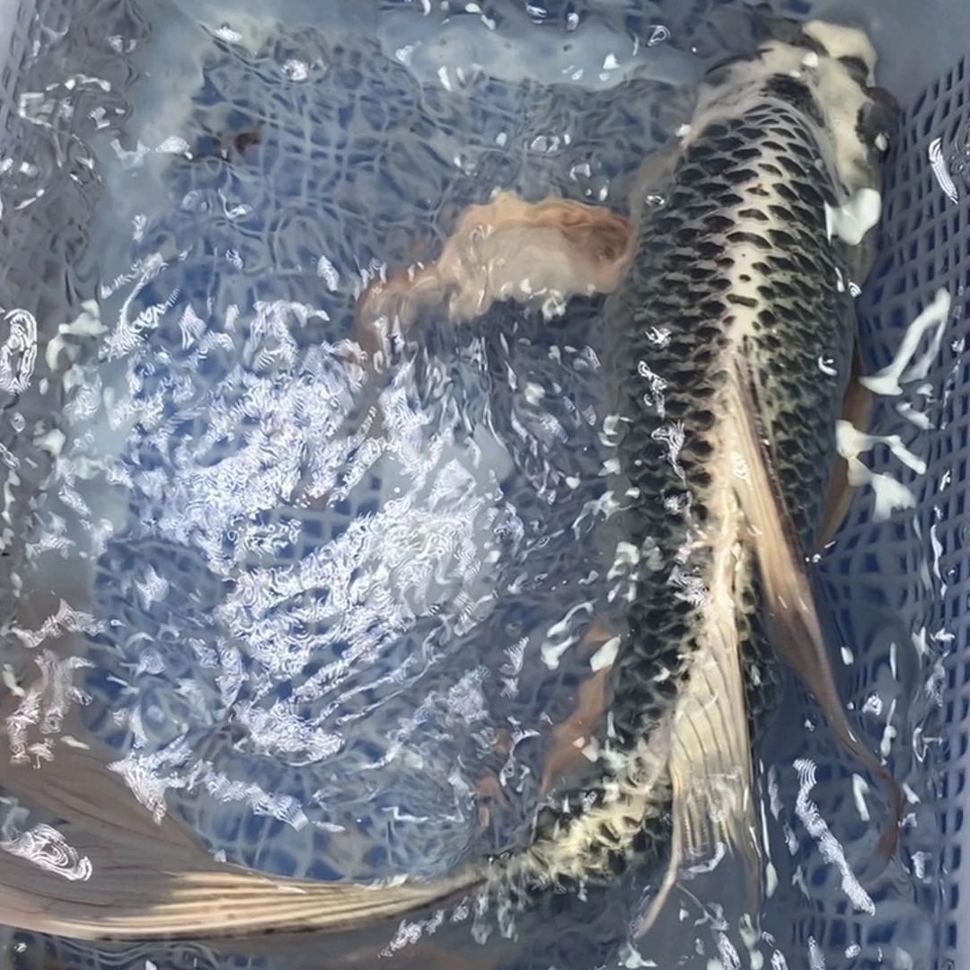 锦鲤冷水锦鲤包邮