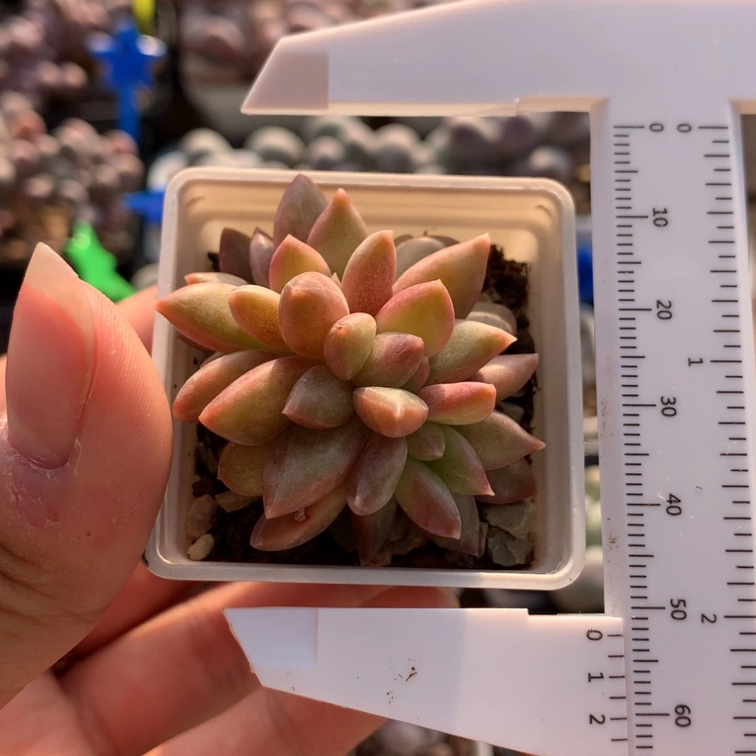 迷雾泡泡奶酪多肉植物