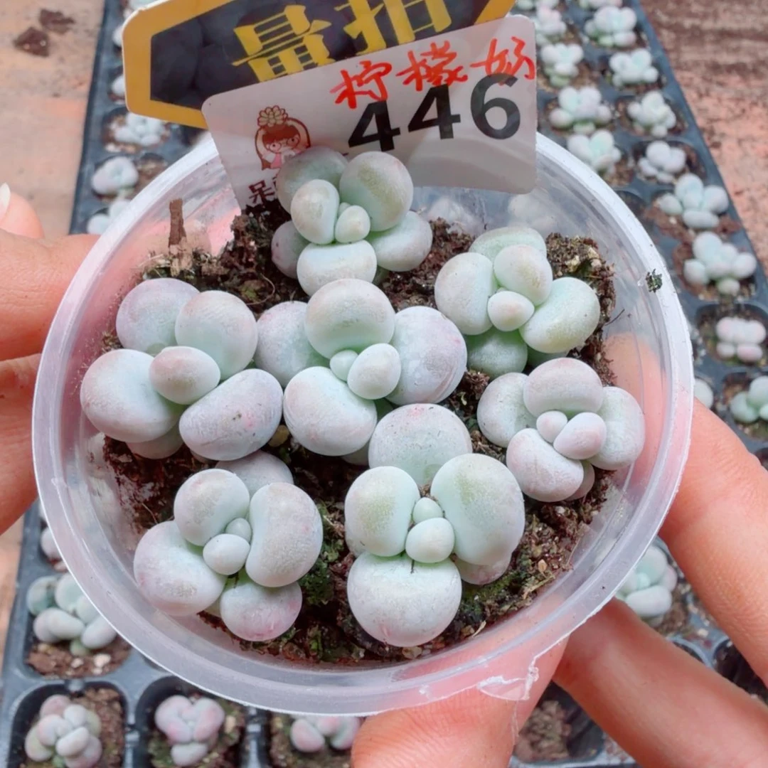 多肉植物多肉植物