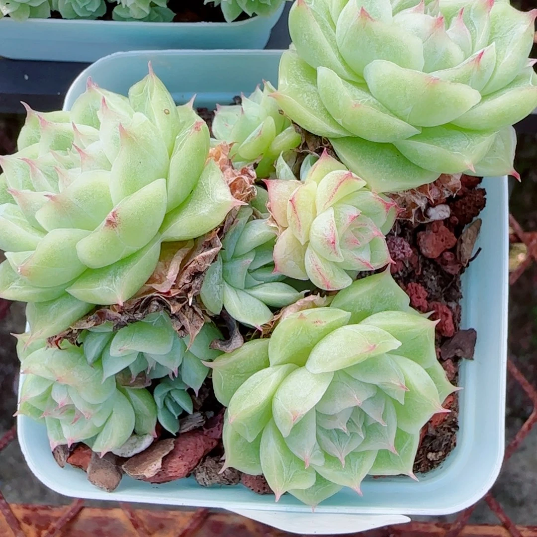 居***酱花语逸镜0917-91散