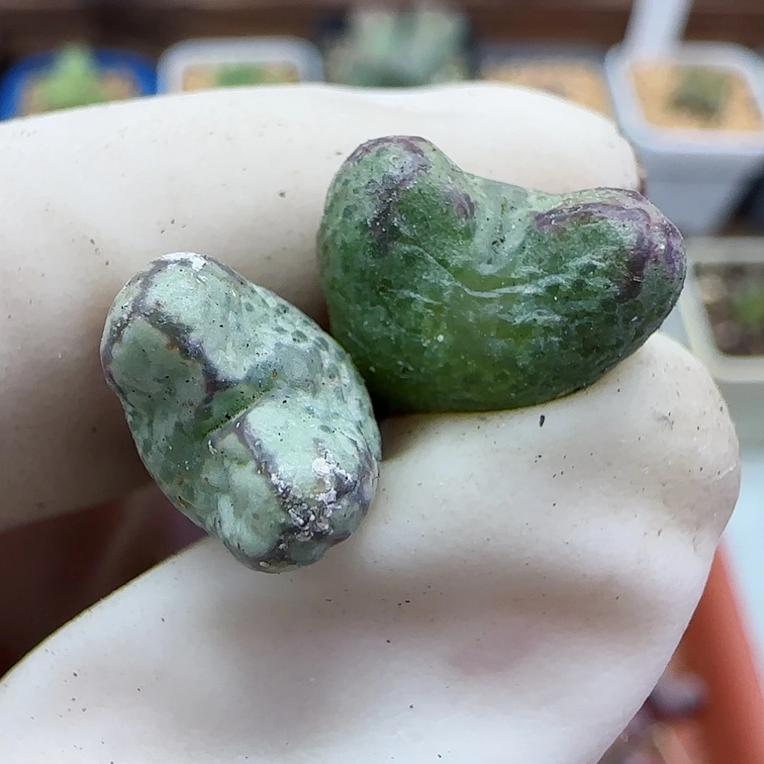 182日系大春传福利