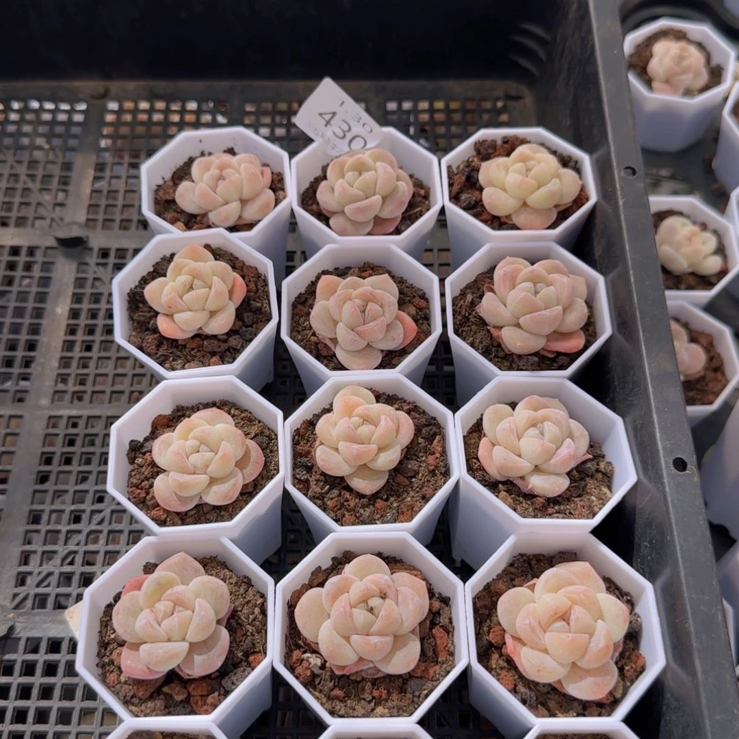 15颗白体糖心冰玉带盆带土包邮