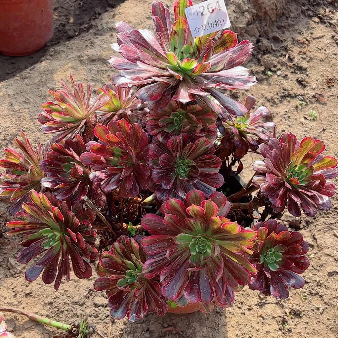 无花朵多肉植物264