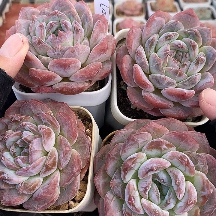 1117-517，粉魄4个