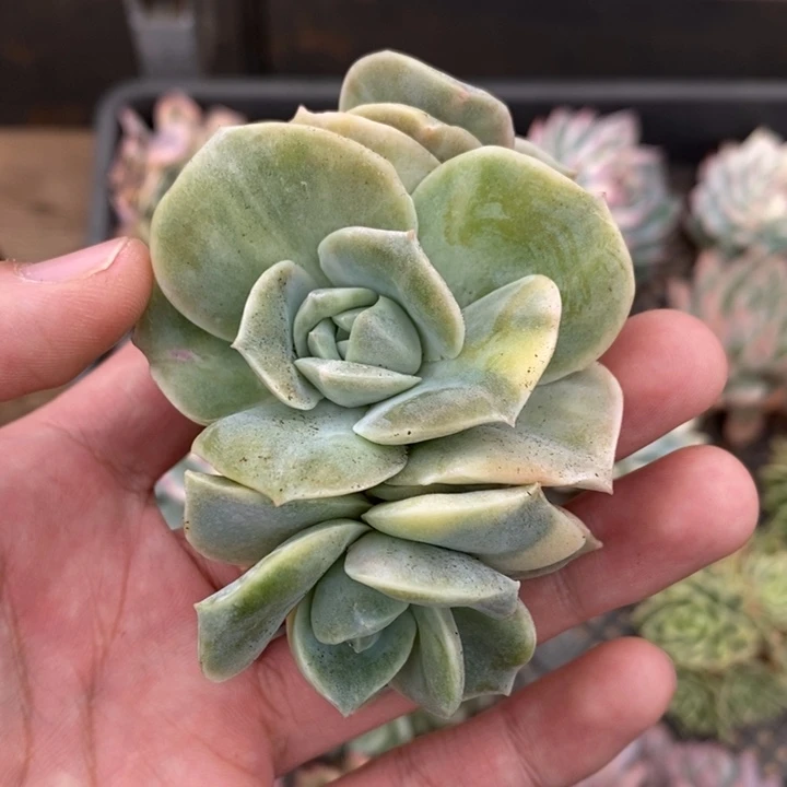 可爱玫瑰多肉植物A2777