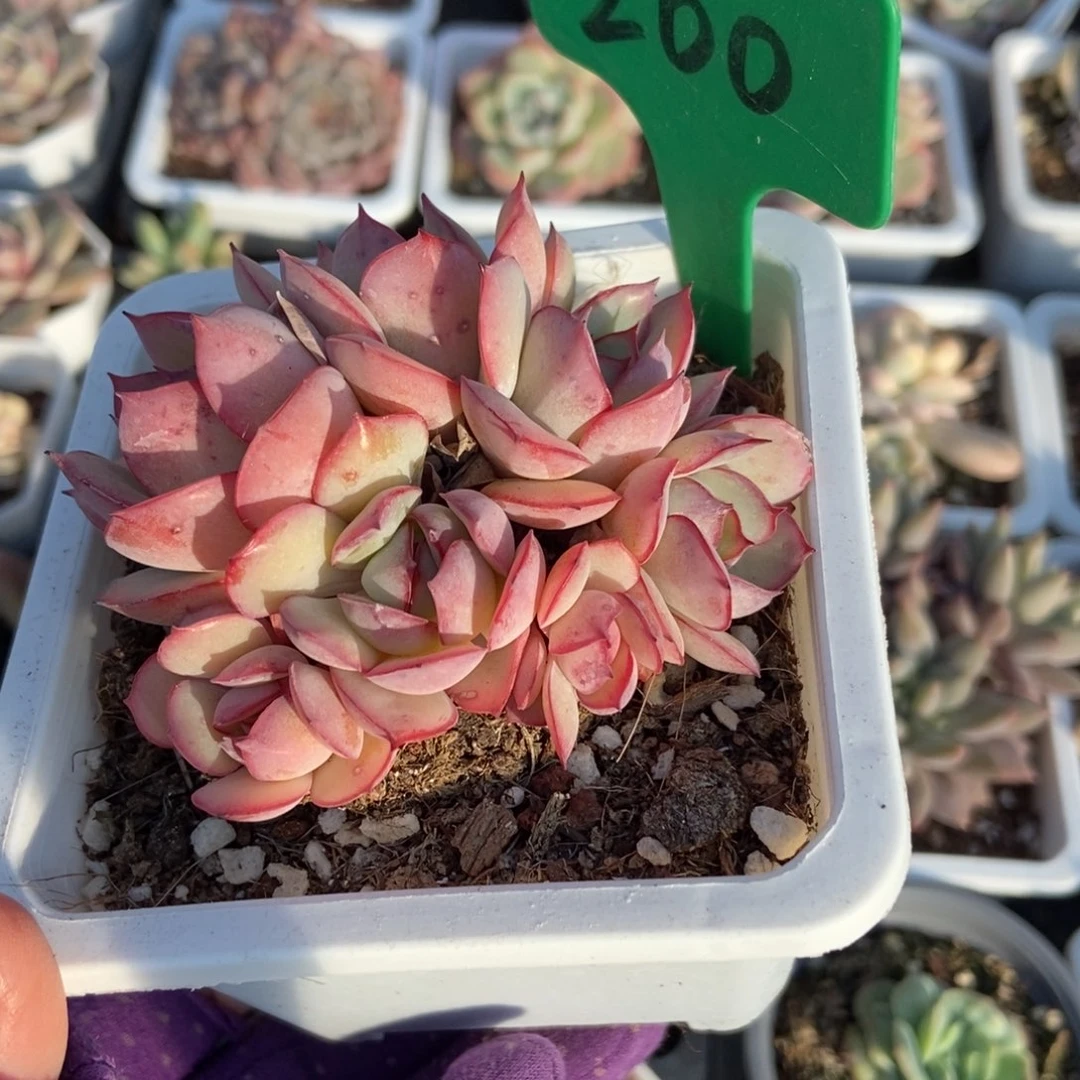 200牡丹亭多肉植物多肉