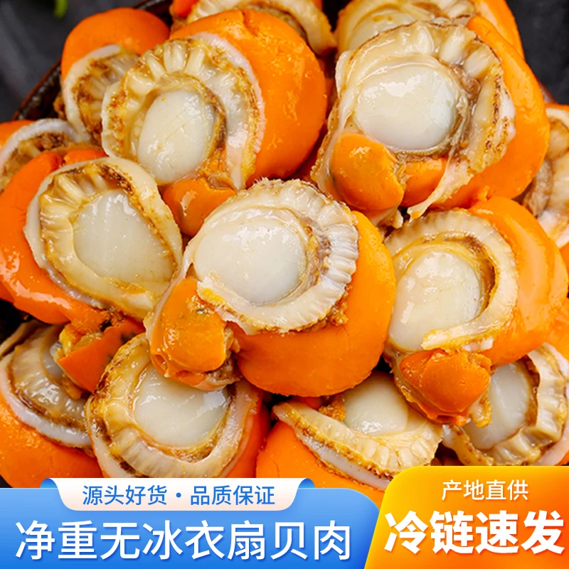 【新鲜现剥】鲜冻扇贝肉 新鲜带黄扇贝肉 个大味鲜 餐饮批发