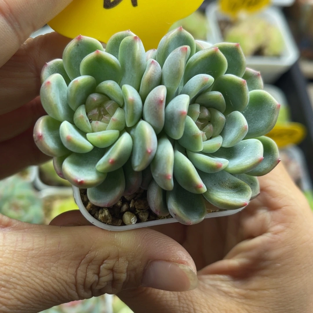童话甜心双头2743