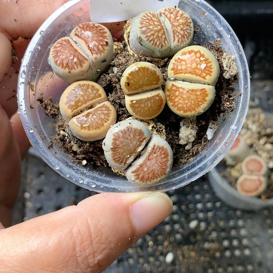 K299多肉植物保护
