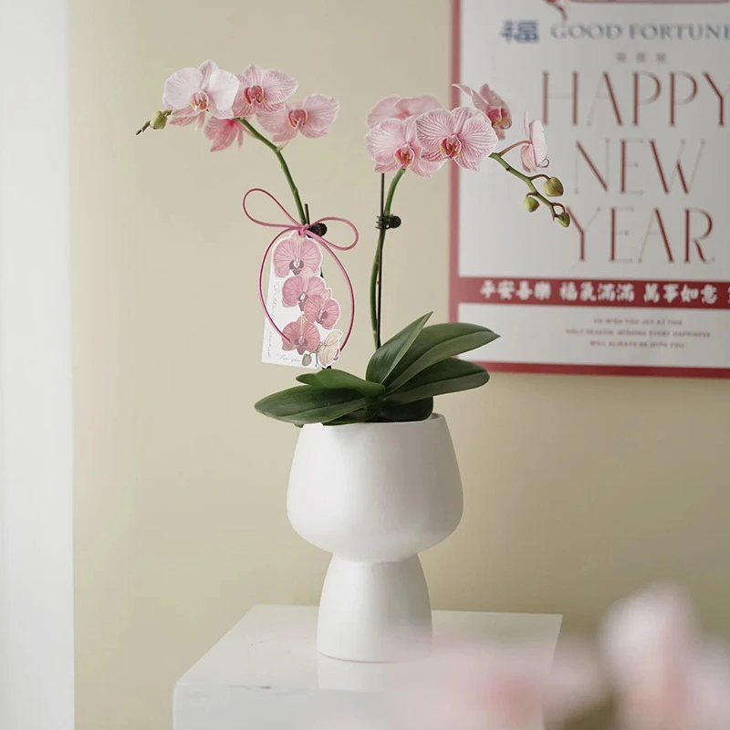 网红蝴蝶兰专用花盆高脚单株兰花盆小花盆陶瓷高档蝴蝶兰花瓶装饰