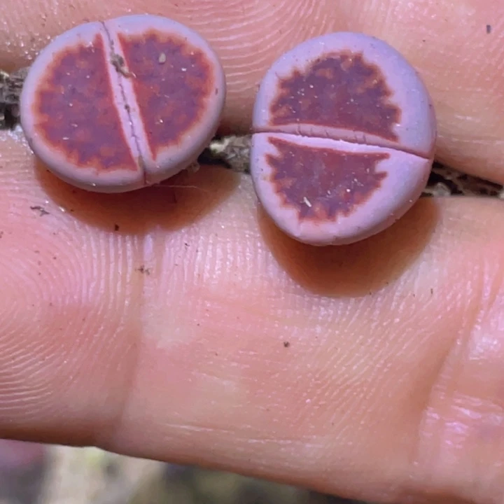 5889585586585855888885