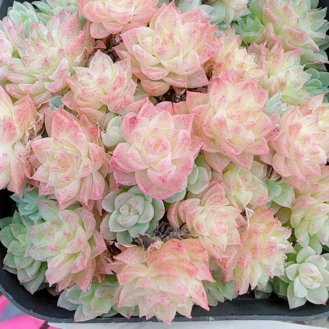 花语逸镜1019-140麦秆散