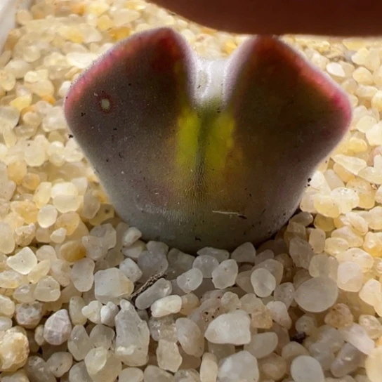 Sb793大眼睛空蝉一颗，有爆头可能87