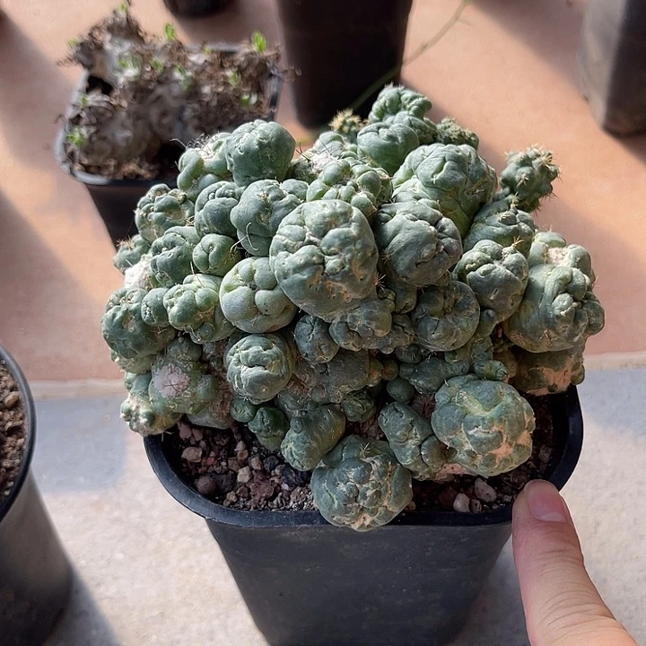 无花朵刺缀象牙大群