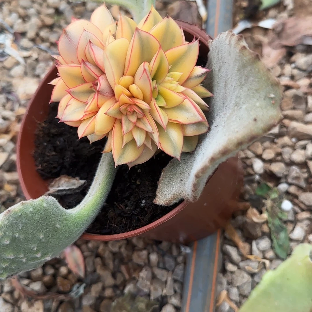 花*贝麒麟座锦多肉植物