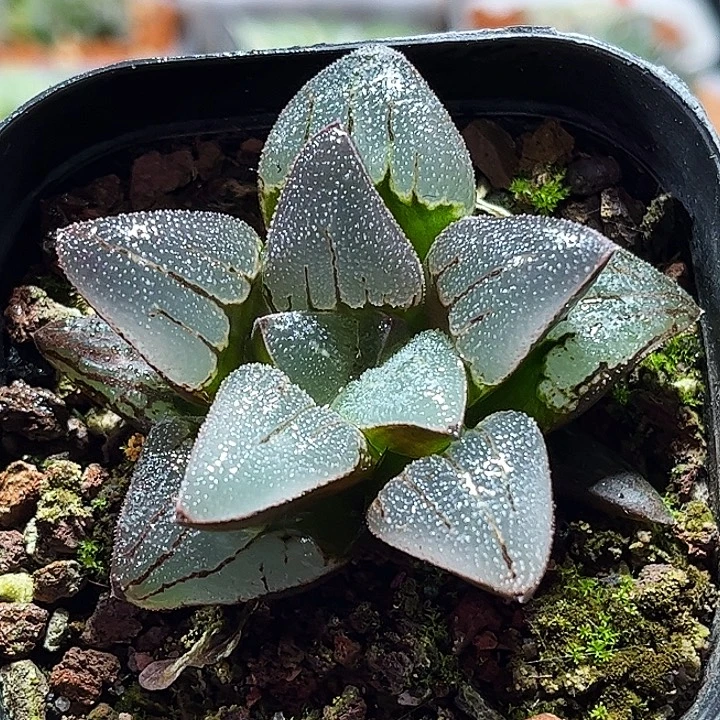 十二卷多肉月亮石