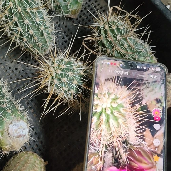 仙人球博虾无根侧芽