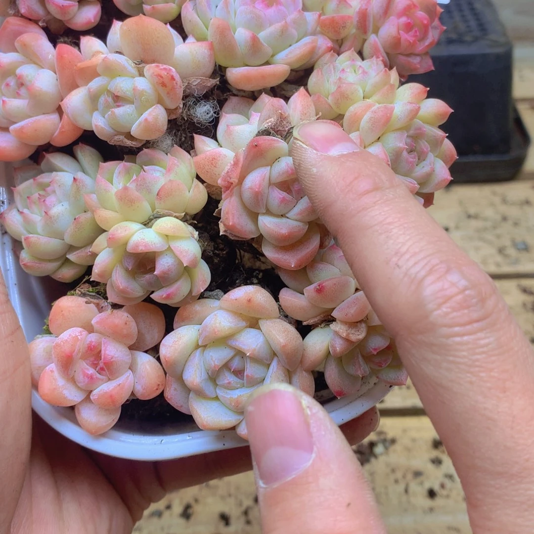 我要去看你了啊我的天087