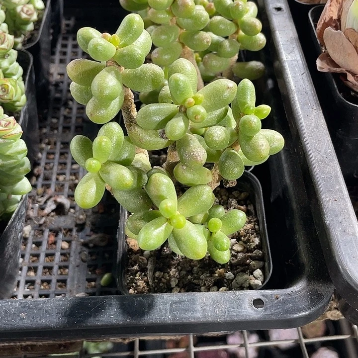 绿龟卵带盆土发哈