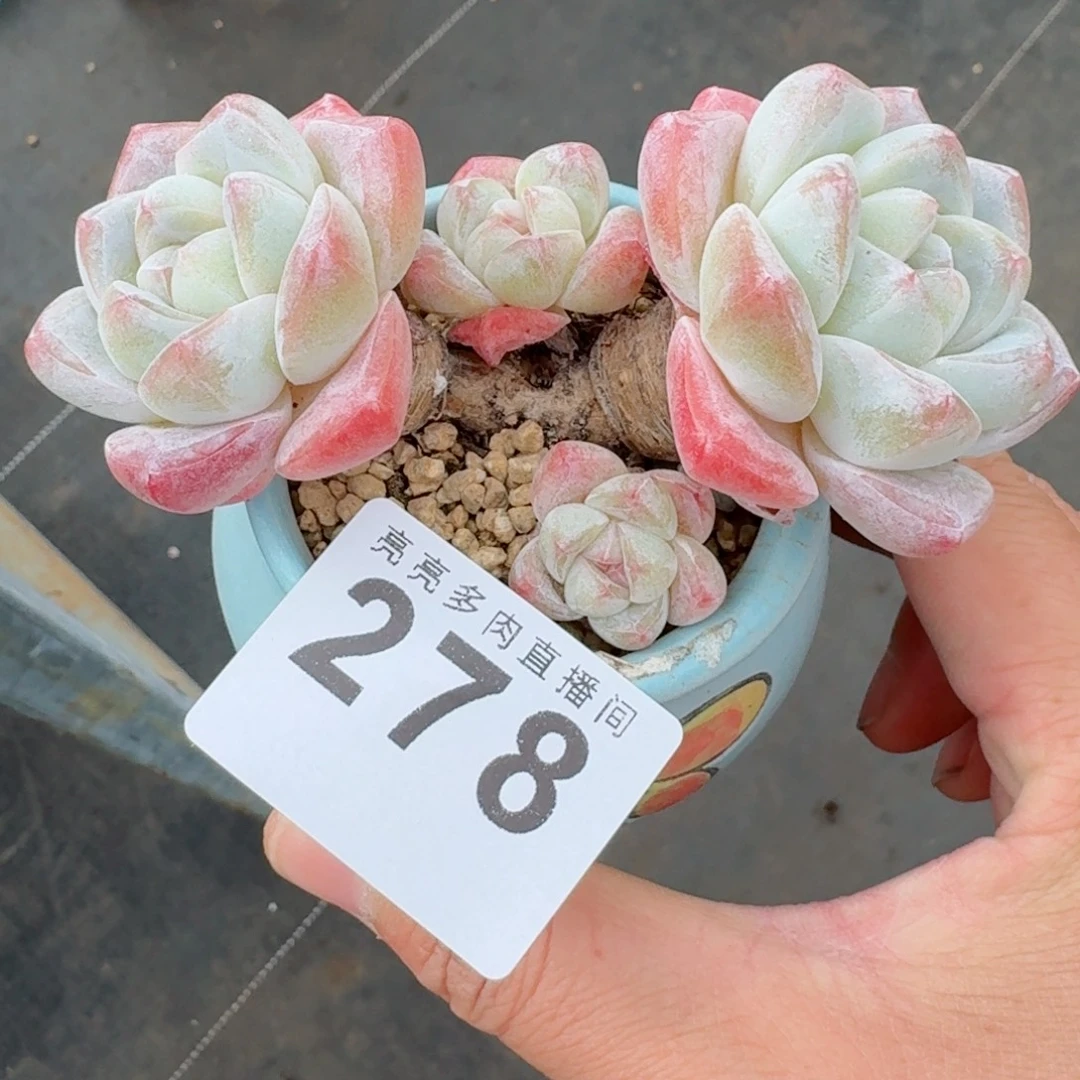 老桩冰玉      愿你一路坦途，乘风破浪展宏图