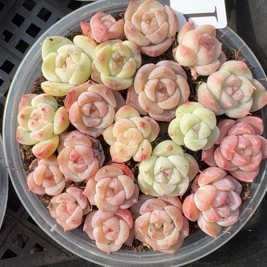 多肉植物多肉植物121