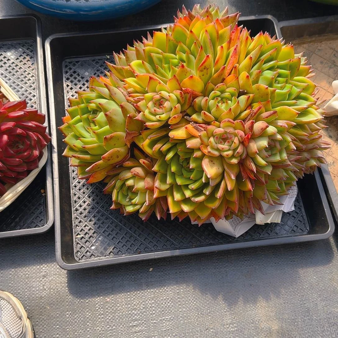 好*东云精品多肉老桩