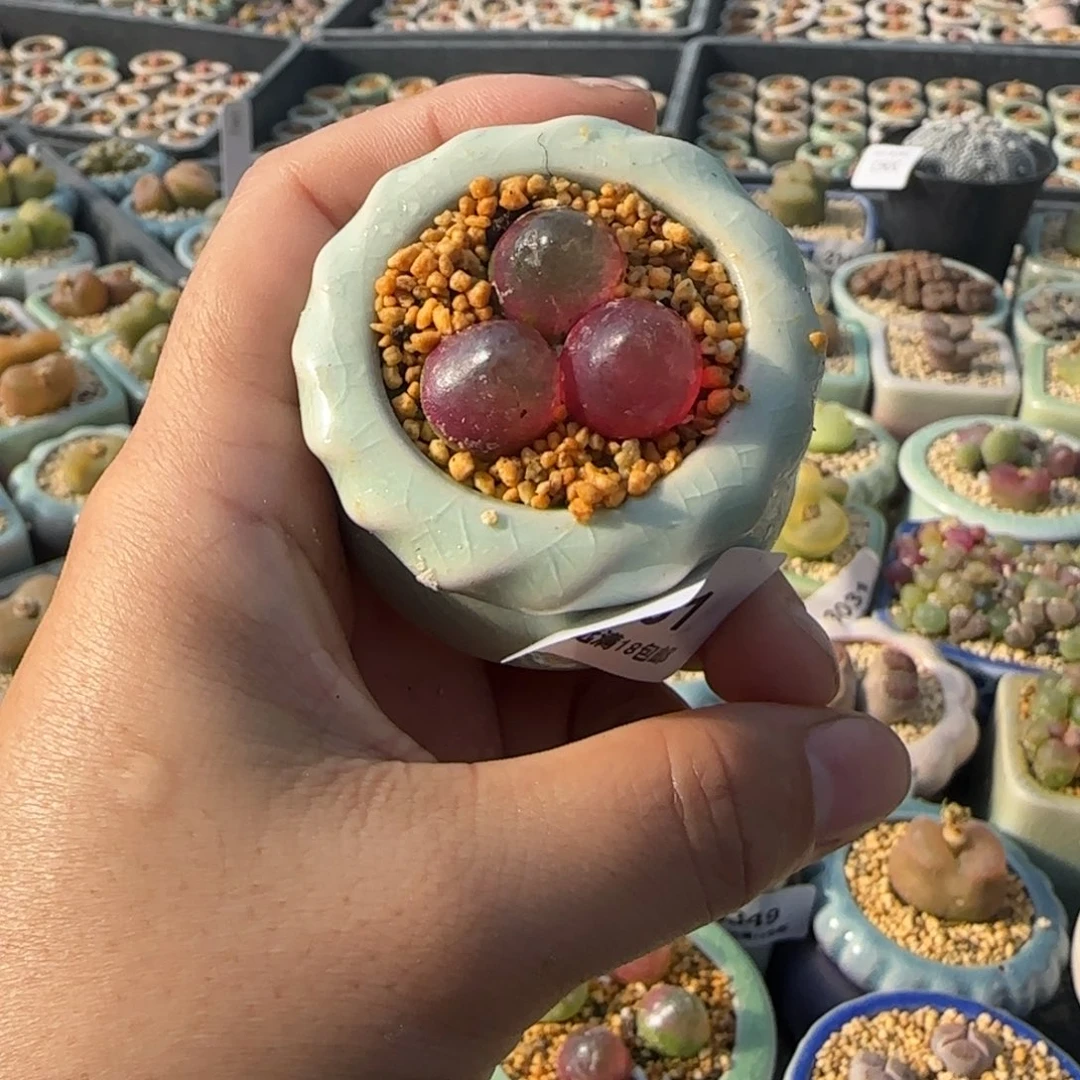 3361--一物一拍 带盆