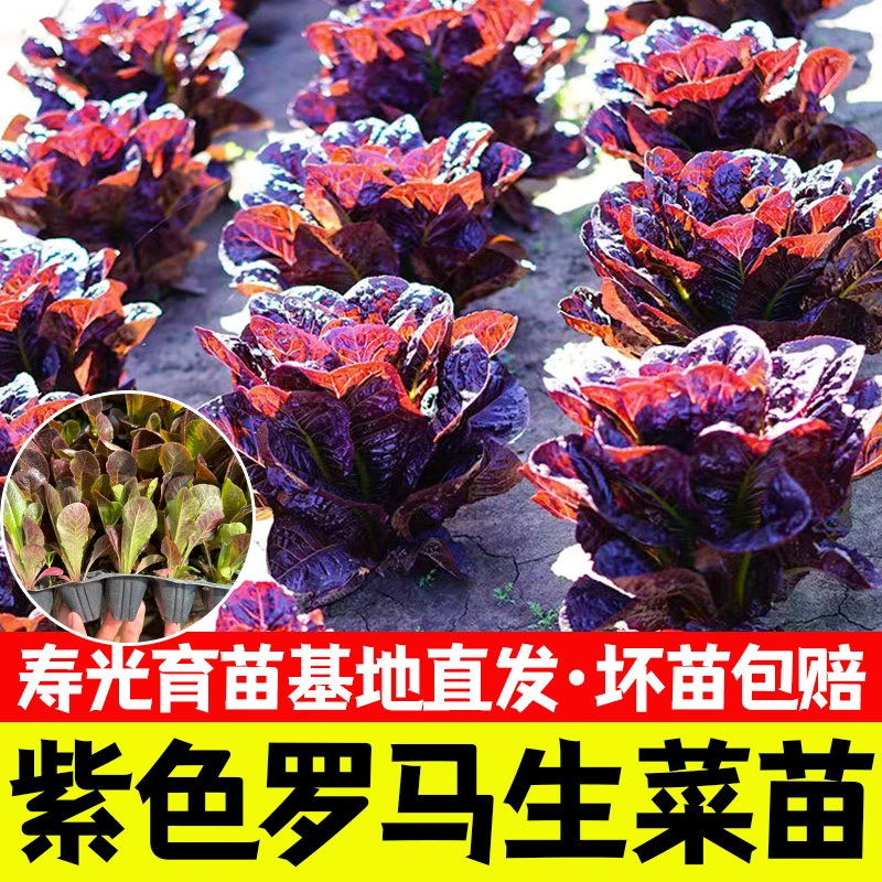 紫直立生菜苗秧速生鲜嫩带土球紫叶奶油咖啡菜种子四季阳台盆栽苗
