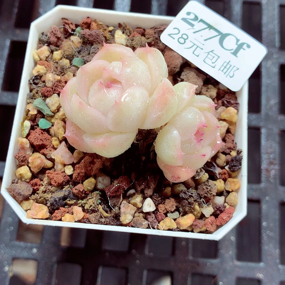 5厘米盆精控多肉277