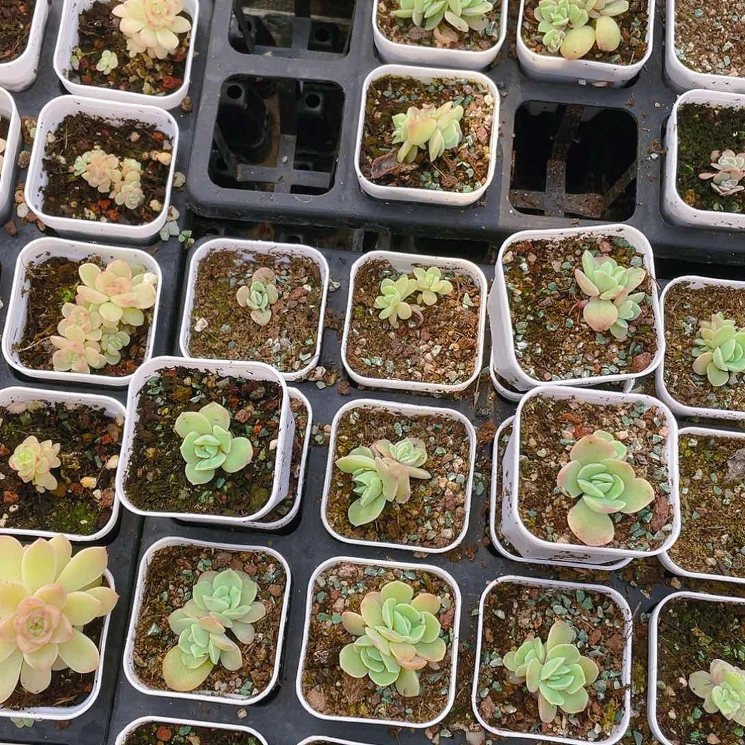 泡泡纱裙盆一个满25包邮