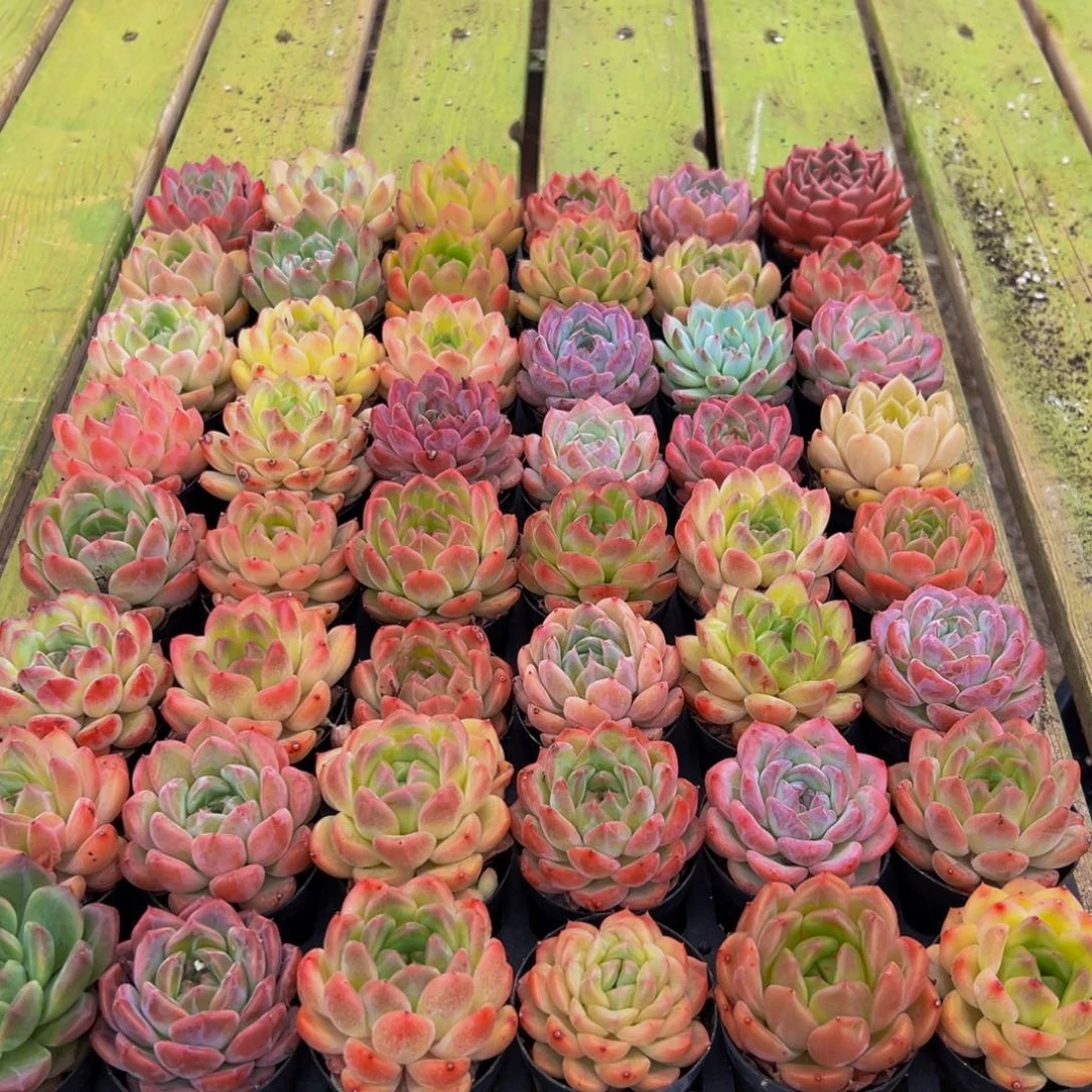 773多肉的小龙虾和一个