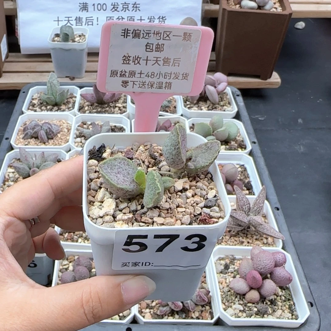 573抹茶多肉植物