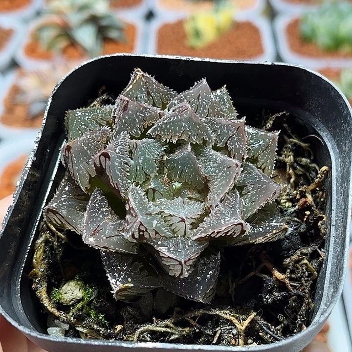 十二卷多肉魔刺玉露