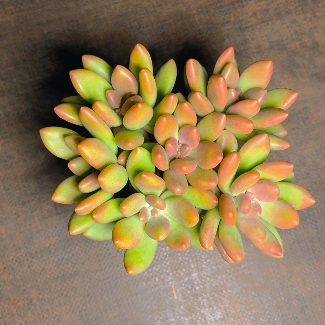 芒果奶两颗3头福利多肉