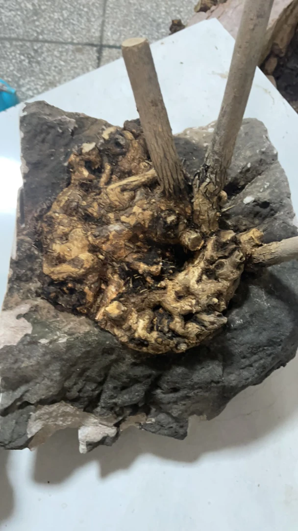 家有黄荊，幸福一生