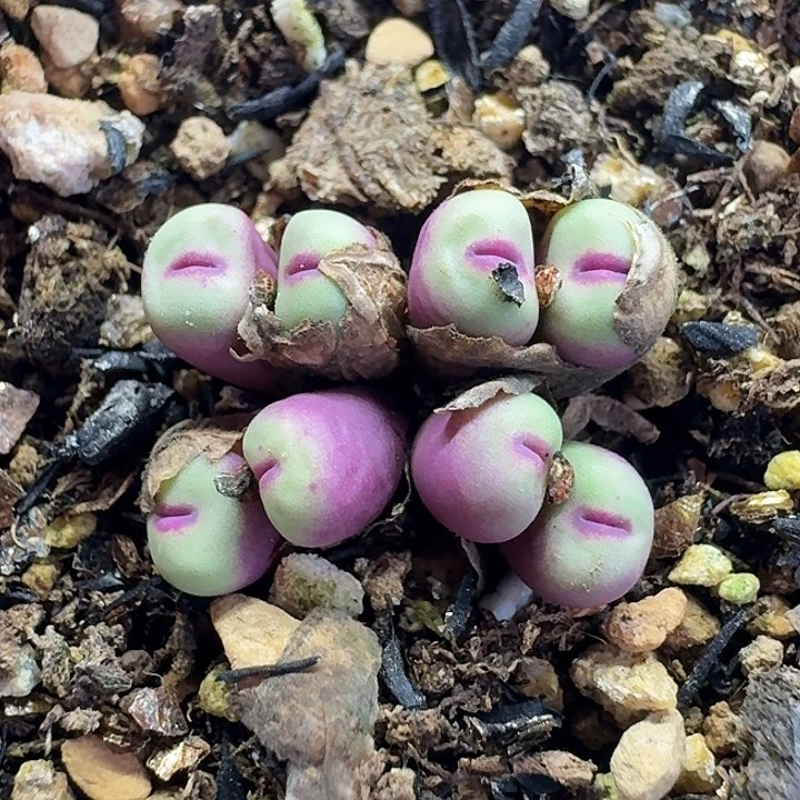 老马生石花p嘴2510