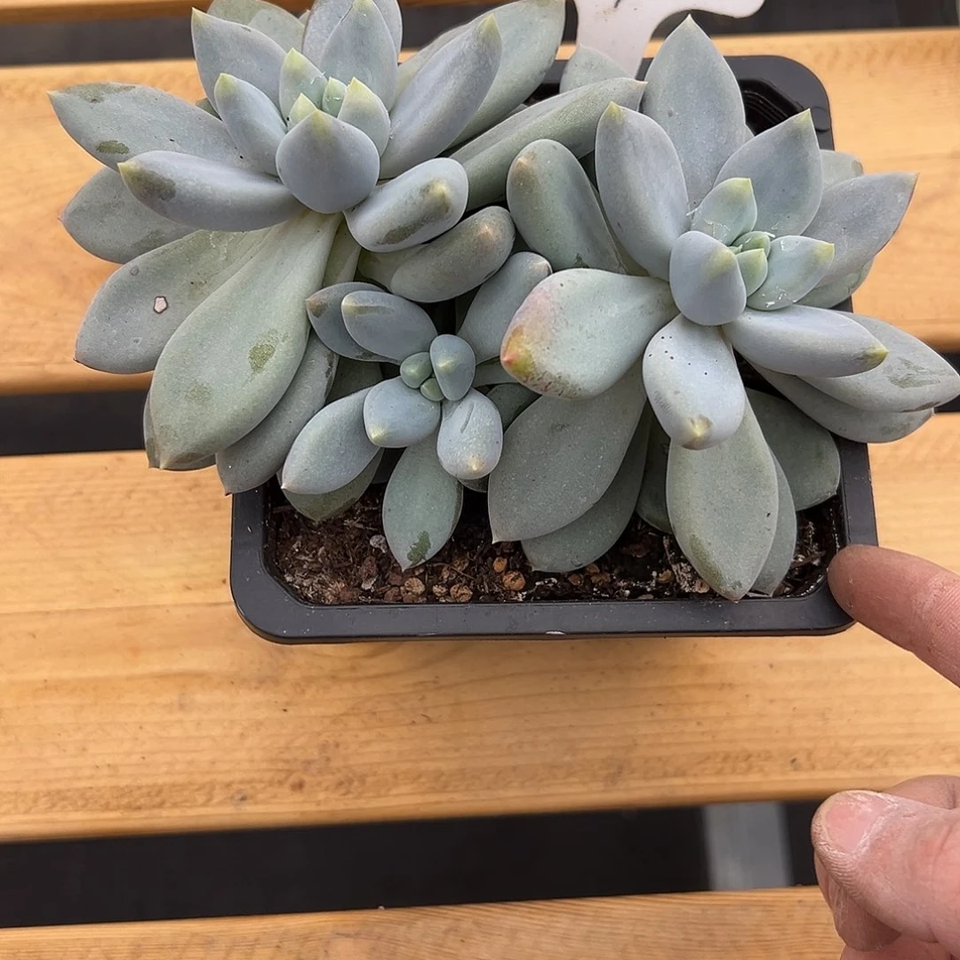 19哥特。