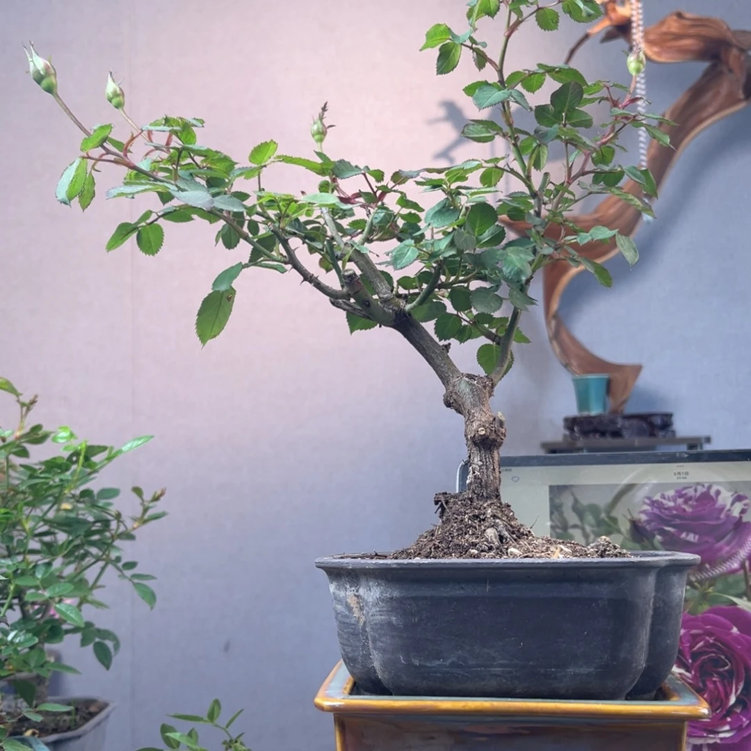 ᥫ***轩少量花朵（建议范围：2朵-5朵 或40%以下）