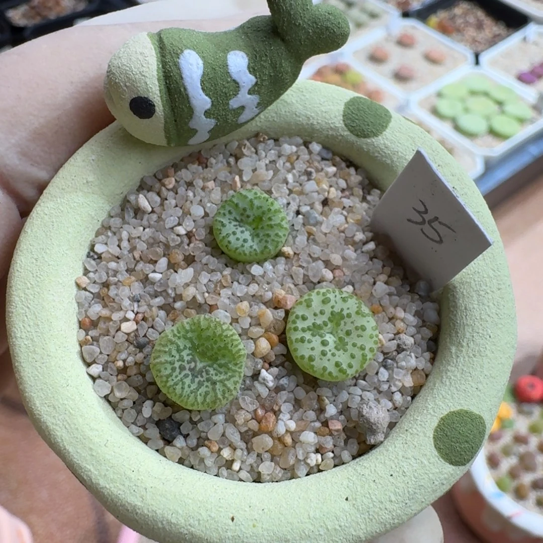 0518-038连盆带花安贞奔驰