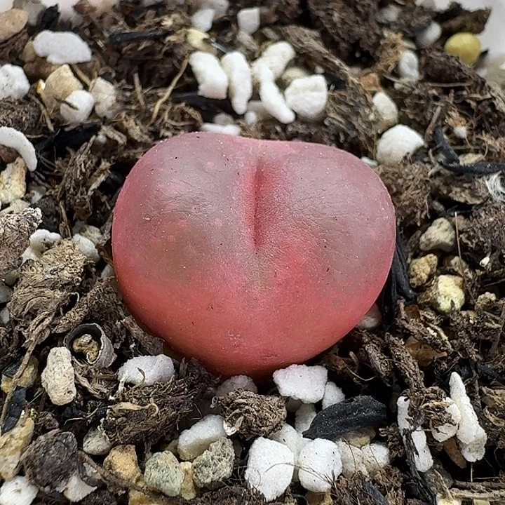 老马生石花1.8吕红646