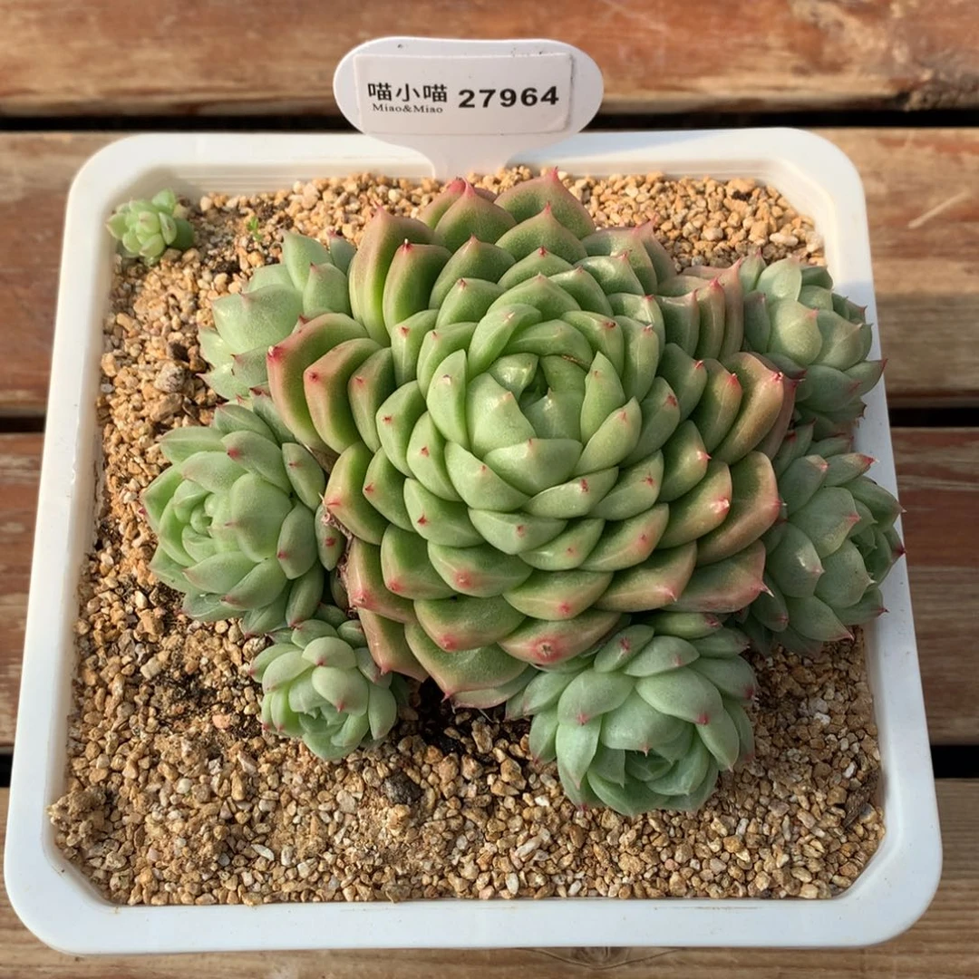 H****。多肉植物麦秆珍妮