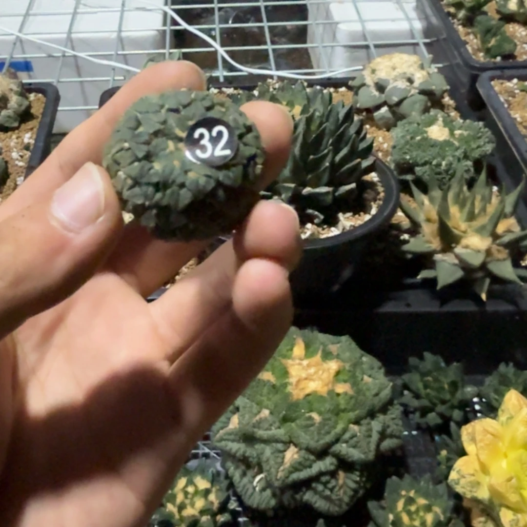 孤****仙人球开花一个福利品有跟