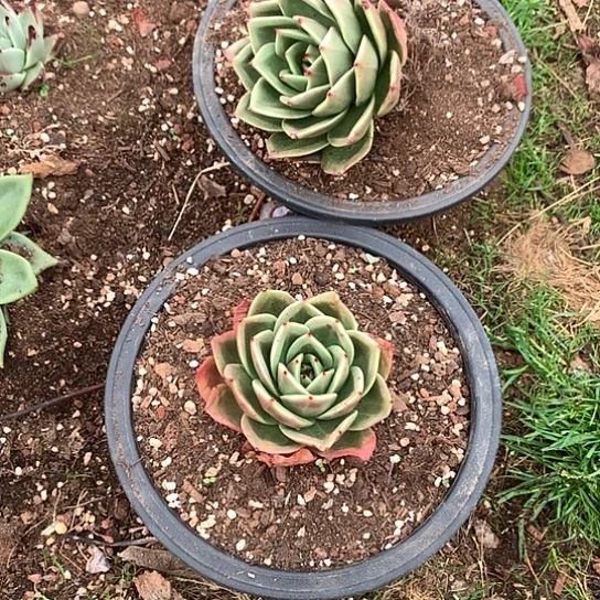 程*美肉特价活动开始啦