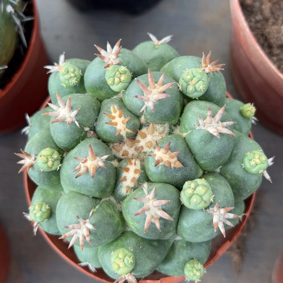 短豪刺象牙。 随机一颗。