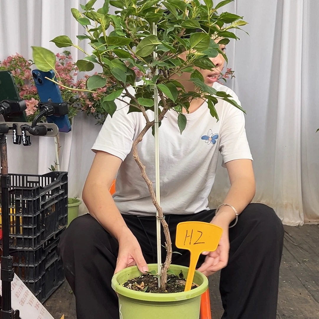 薯***奶当前无花栽培后可以开花H2暗夕