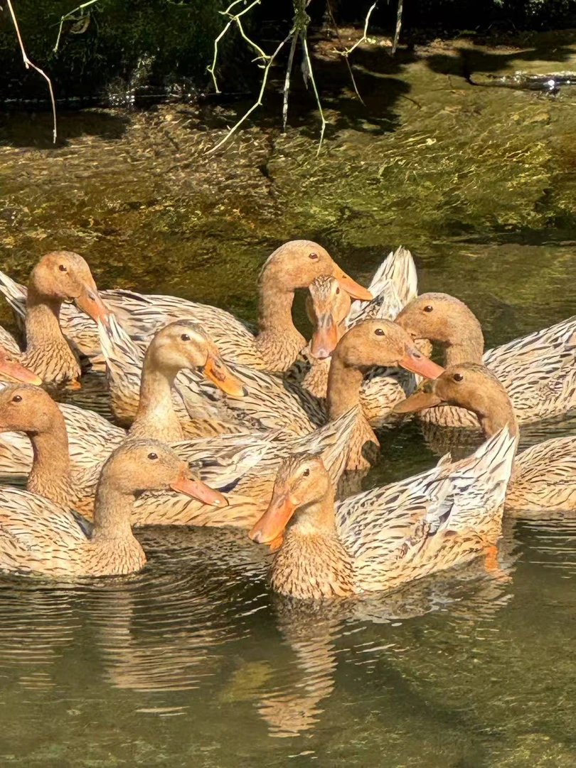 山水喂养本地老鸭顺丰快运发货